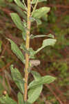 Downy ragged goldenrod